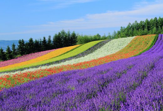 Farm Tomita