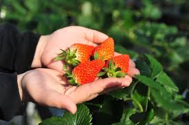 Strawberry Picking