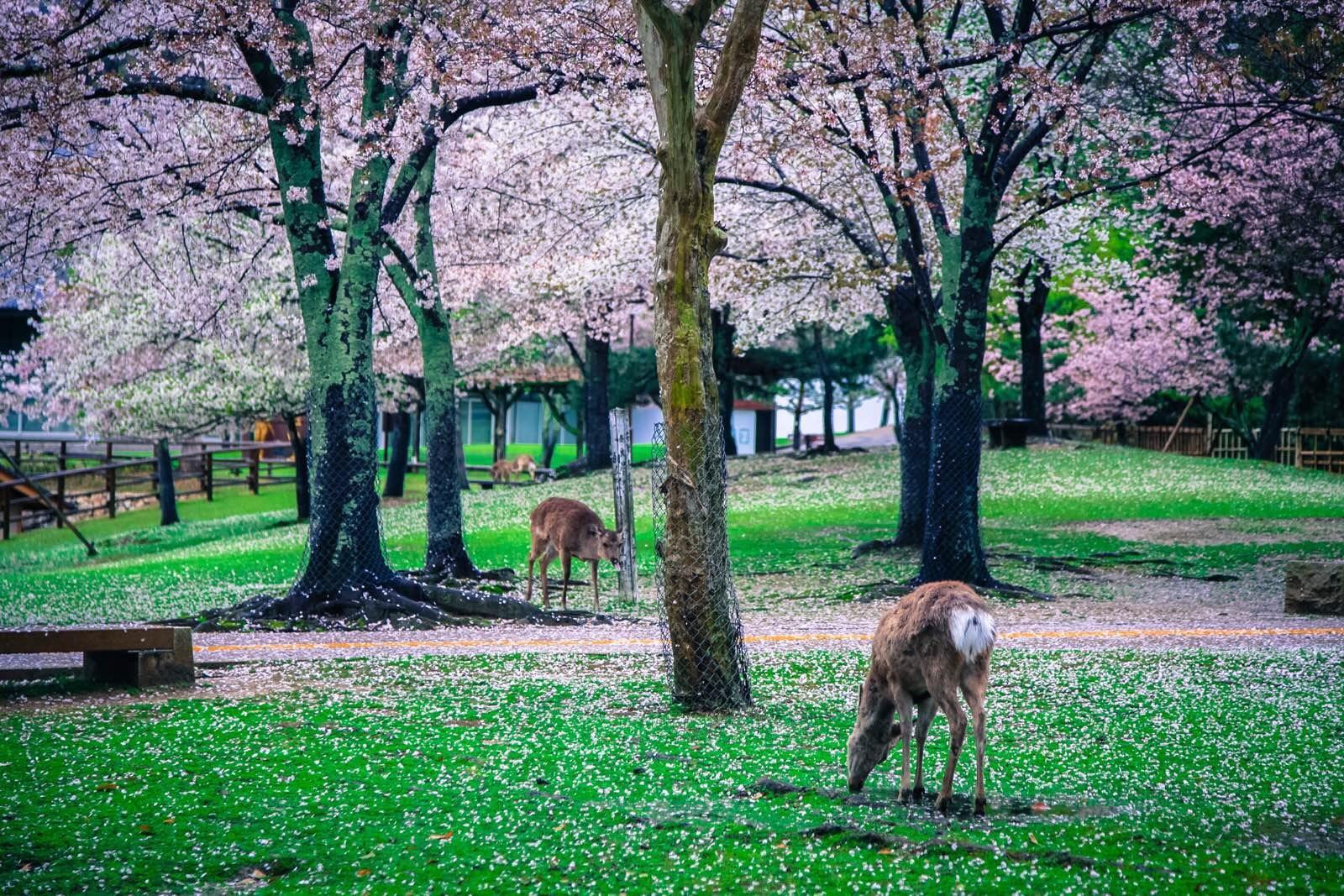 nara park