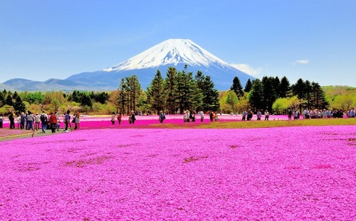 Fuji Shibazakura Festival