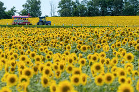 Sunflower Parks