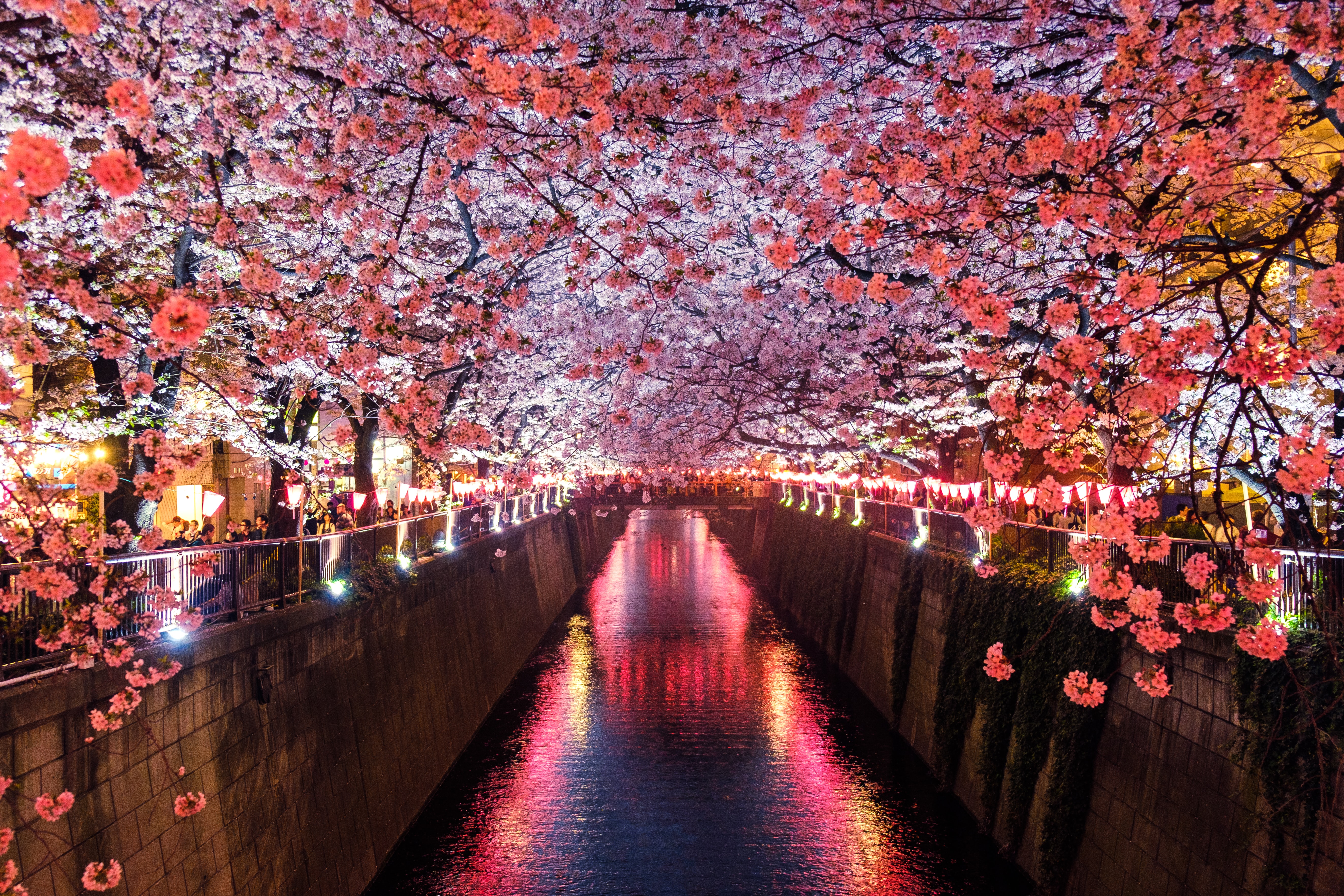 cherry blossom