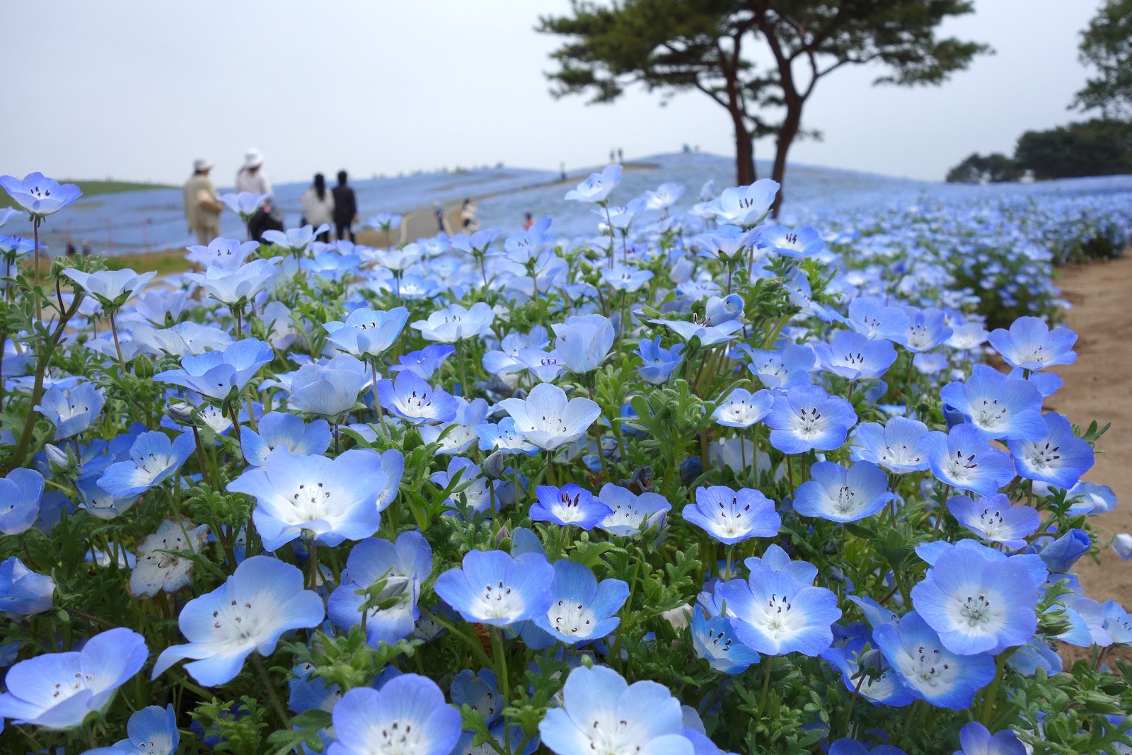 hitachi seaside park